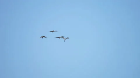 Bird flock flying slow motion on sky background Video stock 231009665