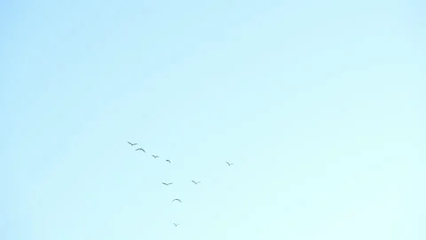 Bird flock flying slow motion on sky background 動画素材 231010161