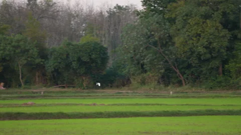 Bird flock flying slow motion on nature background Stock Footage 231010483