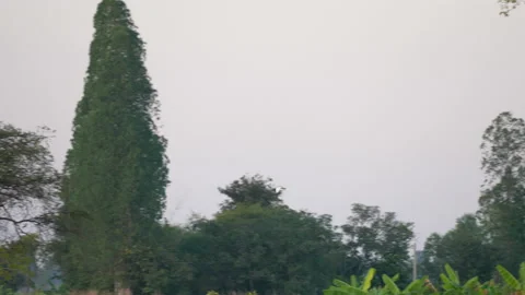 Bird flock flying slow motion on nature background Stock-Footage 231010534
