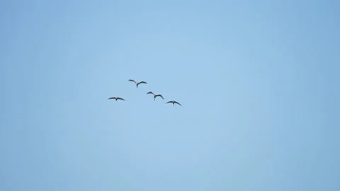 Bird flock flying slow motion on sky background Video stock 231010904