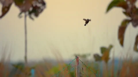 Bird flock flying slow motion on nature background Stock Footage 231012471