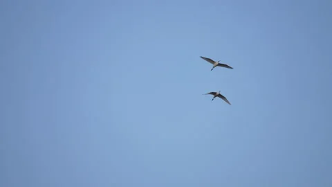 Bird flock flying slow motion on sky background Vídeos de archivo 231012498
