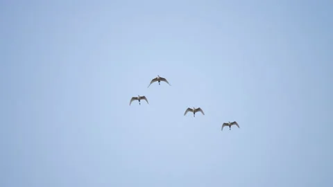 Bird flock flying slow motion on sky background Vidéo 231012518