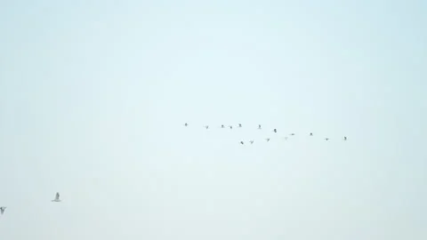 Bird flock flying slow motion on sky background 库存影片 231012530
