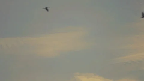 Bird flock flying on sunset sky background Stock Footage 264411641