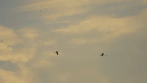 Bird flock flying on sunset sky background Stock Footage 264414527