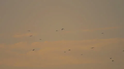 Bird flock flying on sunset sky background Stock Footage 264414528