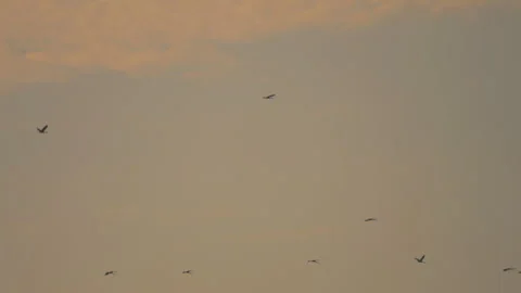 Bird flock flying on sunset sky background Stock Footage 264415626