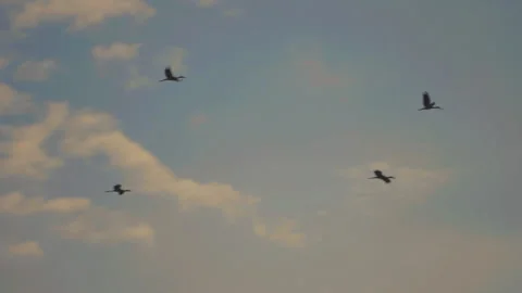 Bird flock flying on sunset sky background Stock Footage 264420169