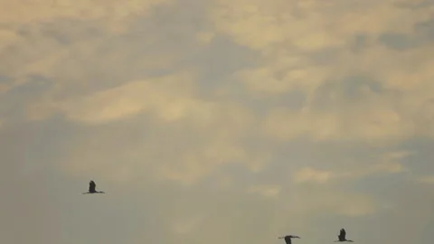 Bird flock flying on sunset sky background Stock Footage 264420497
