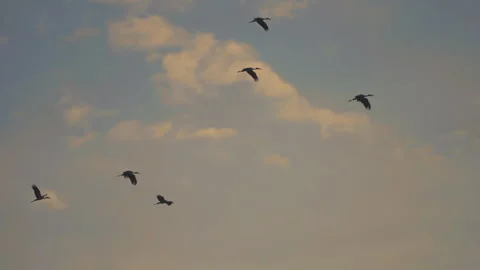 Bird flock flying on sunset sky background Stock Footage 264421116