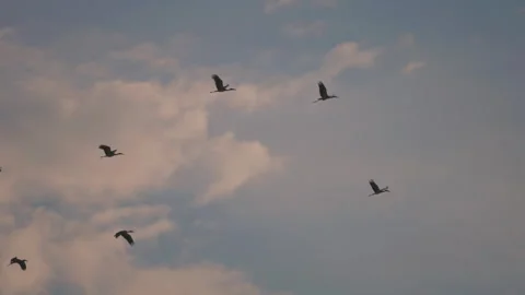 Bird flock flying on sunset sky background Stock Footage 264422013
