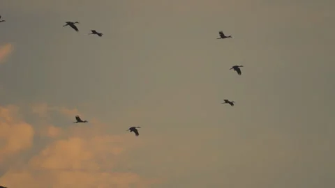 Bird flock flying on sunset sky background Stock Footage 264424494