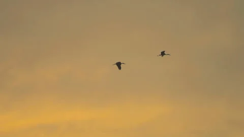 Bird flock flying on sunset sky background Stock Footage 264424601