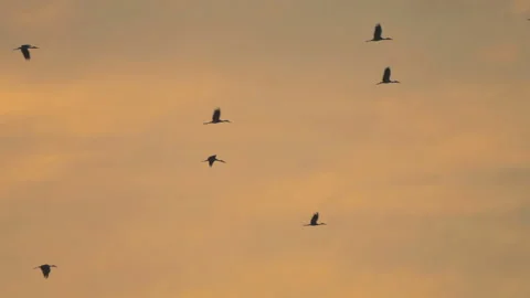 Bird flock flying on sunset sky background Stock Footage 264424646