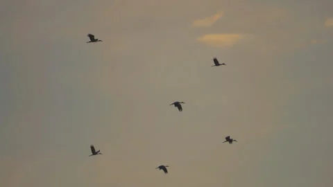 Bird flock flying on sunset sky background Stock Footage 264424835