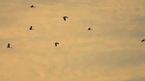 Bird flock flying on sunset sky background Stock Footage 264424951