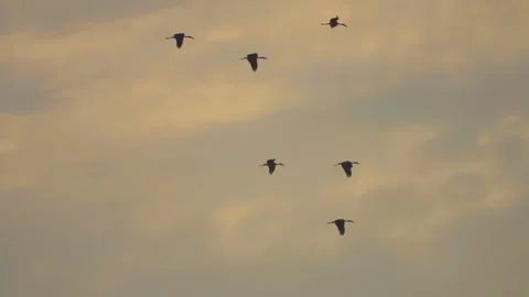 Bird flock flying on sunset sky background Stock Footage 264424981