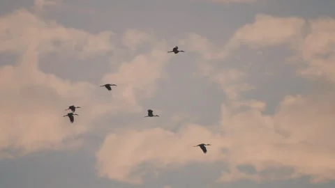 Bird flock flying on sunset sky background Stock Footage 264425470
