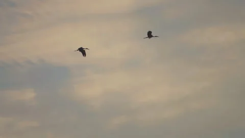 Bird flock flying on sunset sky background Stock Footage 264425691