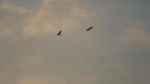 Bird flock flying on sunset sky background Stock Footage 264425732