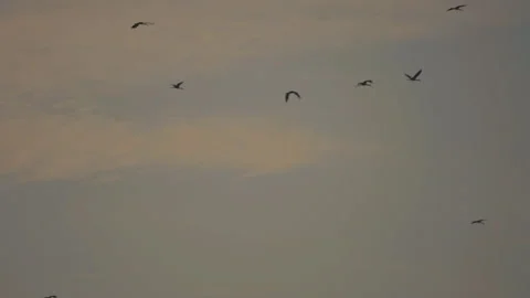 Bird flock flying on sunset sky background Stock Footage 264425870
