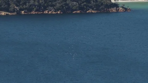 Bird flock flying through World famous Wineglass Bay Stock Footage 71766452