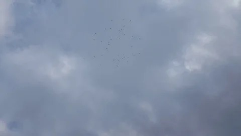 Bird Flock Stock Footage 81786299