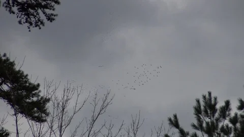 Bird Flock Stock Footage 96258172