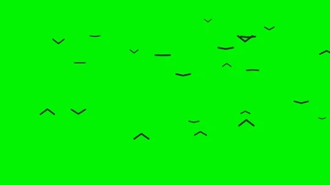 Bird flock gliding on green screen overlay 4K 스톡 동영상 337063011