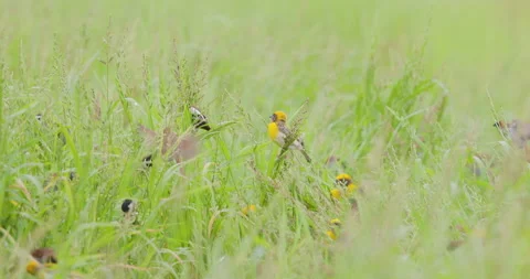 Bird flock hover and land on Grass to feed Stock Footage 218439762