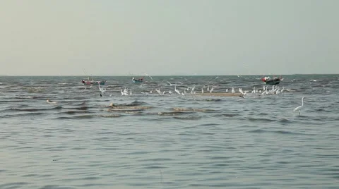 Bird Flock Maritime Heron Longtail Boat Water Gull Ebb Tide Sunset Breeze Coast Stock Footage 46707399