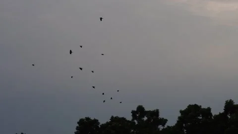 Bird Flock Silhouetted at Sunset Stock-Footage 329402112