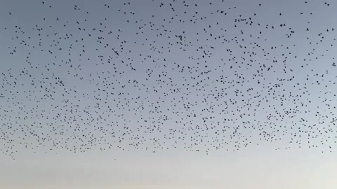 Bird flock soaring across sunset sky in city, peaceful cinematic moment, 4K Stock Footage 320416801