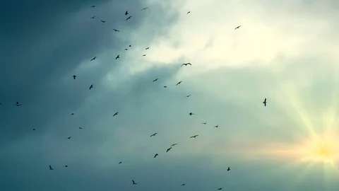 Bird Flock in the Sunlight HD Pro Vidéo 74541351
