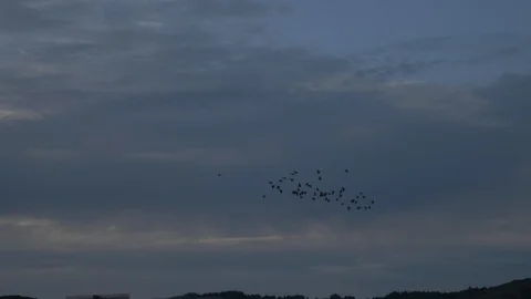 Bird Flocks Converge Stock Footage 107129503