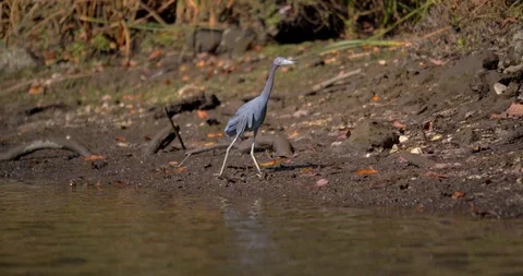 Bird on Florida Crystal River Beach, Slow Motion Stock Footage 105372452