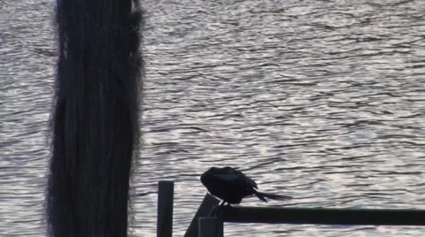Bird on Florida dock Vidéo 29242704