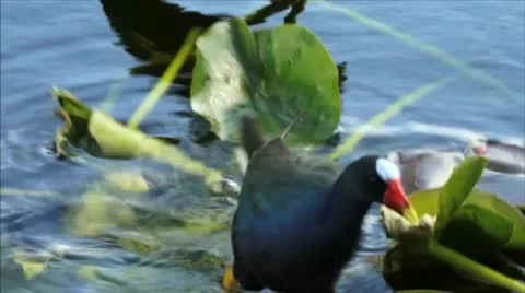 Bird in Florida Everglades Stock Footage 17014294