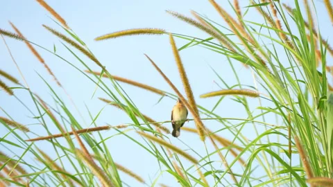 Bird on flower of grass on blue sky background Stock Footage 218978463