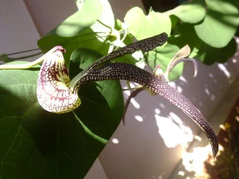 Bird flower Photos