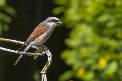 Bird on flower stand Stock Photos