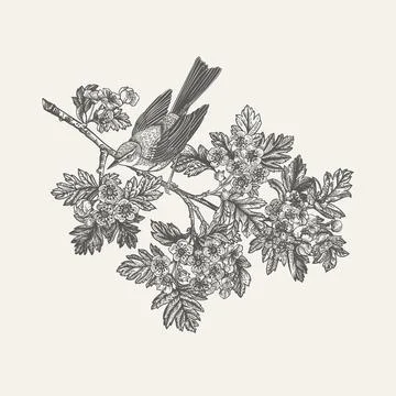 Bird on a flowering branch. Stock Illustration