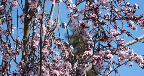 Bird flowering tree blue sky Video stock 155178184