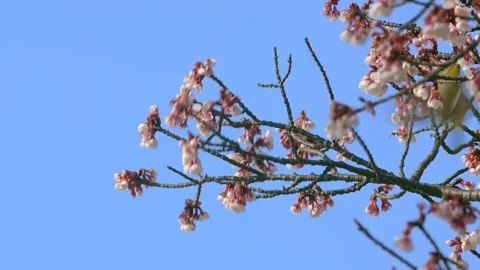 A bird on flowers stem in spring Stock-Footage 247354329
