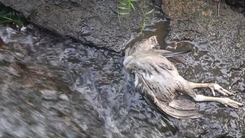 Bird flu danger. Dead chicken in water polluted with trash Stock Footage 219761011