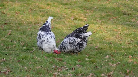 Bird flu Vídeo Stock 169410558