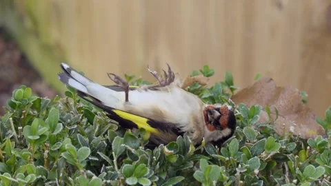 Bird Flu Video stock 227529452