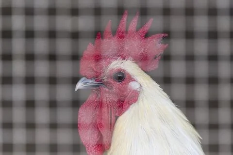 Bird flu outbreak disrupts egg and chicken market in Kathmandu, Nepal - 26 Jun 2 Stock Photos